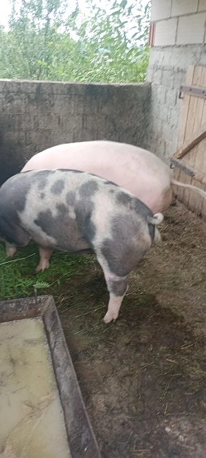 Porci de vânzare  - imagine 3