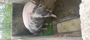 Porci de vânzare 