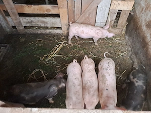 Vând 5 purcelași de 9 săptămâni
