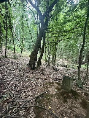  Oportunitate de investiție: Pădure de vânzare Jud. Arad - imagine 3