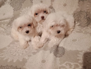 Bichon maltez talie mica