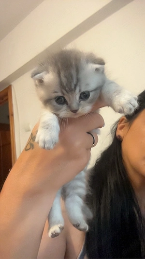 british shorthair si scottish fold - imagine 3