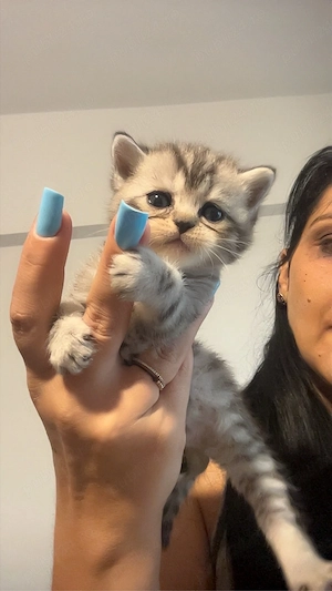 british shorthair si scottish fold - imagine 4