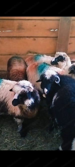 Disponibile 9 mielute si un  berbecuț  - imagine 3