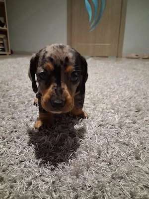  Căței Teckel (Dachshund) cu blană merle și negru-foc își caută familii iubitoare!    - imagine 5