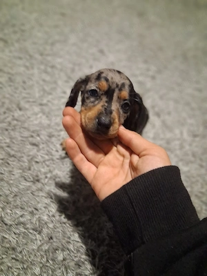  Căței Teckel (Dachshund) cu blană merle și negru-foc își caută familii iubitoare!    - imagine 4