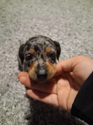  Căței Teckel (Dachshund) cu blană merle și negru-foc își caută familii iubitoare!    - imagine 3