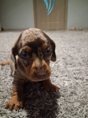 Căței Teckel (Dachshund) cu blană merle și negru-foc își caută familii iubitoare!    - imagine 2