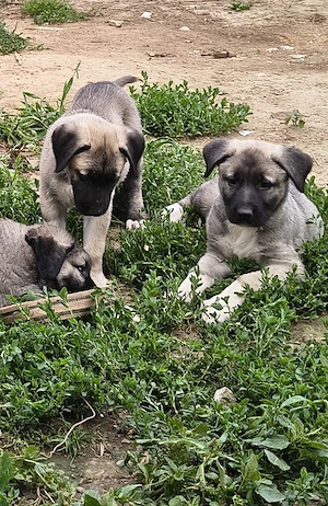 catei kangal 