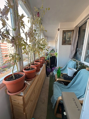 Apartament 2 camere Spitalul Floreasca, Dorobanti - imagine 9