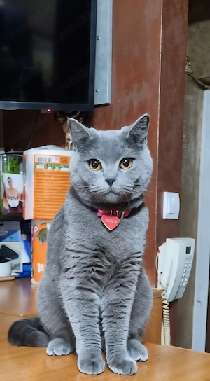 Puiuți British Shorthair  Blue  - imagine 5