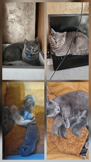 Puiuți British Shorthair  Blue  - imagine 3
