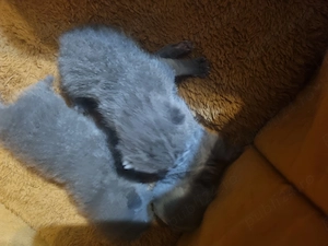 Puiuți British Shorthair  Blue  - imagine 2