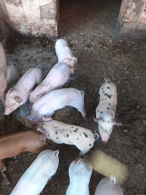 purcei marele alb cu duroc