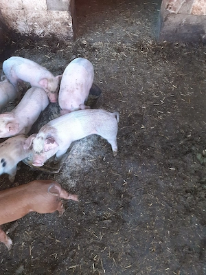 purcei marele alb cu duroc - imagine 2