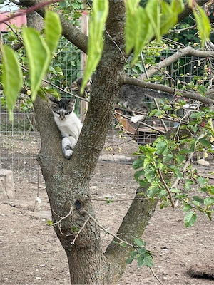 Dau spre adoptie 2 puiuti de pisica(fetite). - imagine 3