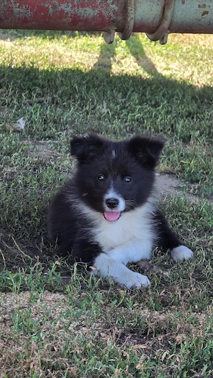 Pui femelă Border Collie Alb cu Negru