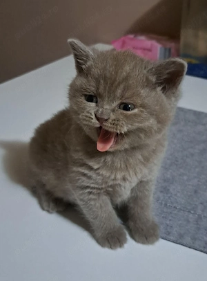 British shorthair lilac 