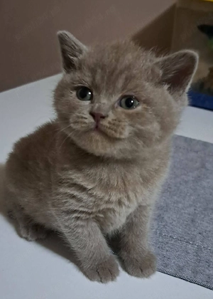 British shorthair lilac  - imagine 2