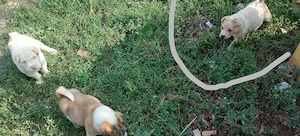 catei mici catel caine rasa  chowchow cu sharpei - imagine 2