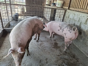 Vand porci de carne - imagine 2