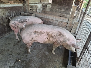 Vand porci de carne