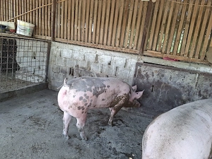 Vand porci de carne - imagine 3