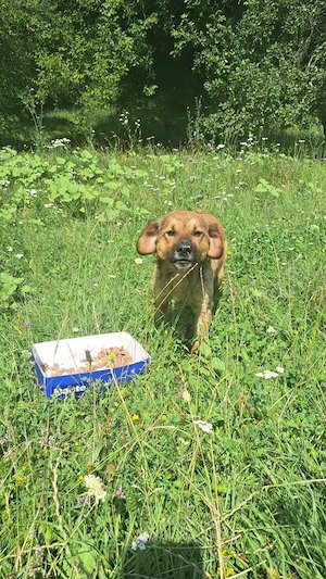 Cautam adoptie responsabila pentru caini! - imagine 3