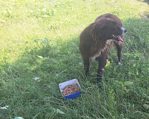 Cautam adoptie responsabila pentru caini! - imagine 2