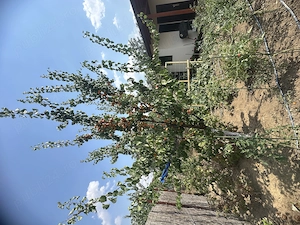 Casa de vinzare in Biharea - imagine 3
