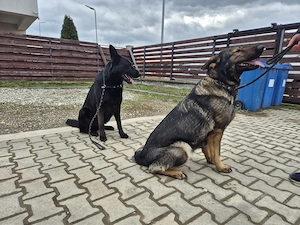 Femelă ciobanesc german 3 luni - imagine 2