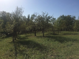De vanzare teren intravilan, 11000 mp, pret negociabil, aflat în Drajna de Sus - imagine 2