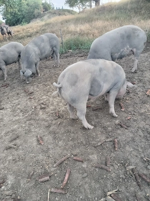 Vind porci - imagine 2