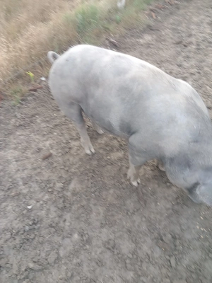 Vind porci