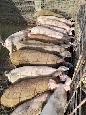 Purcei mangalita 
