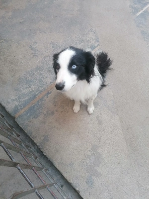 Border Collie 