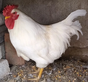 vand cocosi si gaini de rasa pitici de transilvania cu gatul golas pintenati si mari  - imagine 4