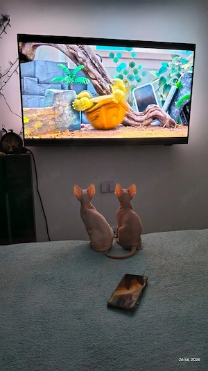 Pui Sphynx