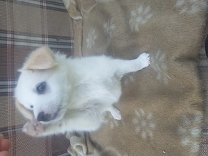 Dau spre adoptie un mic orfan dragalas si jucaus. - imagine 3