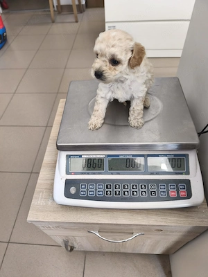 maltipoo superbi caută alta căsuța  - imagine 3