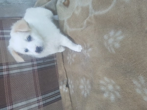 Dau spre adoptie un mic orfan dragalas si jucaus. - imagine 2