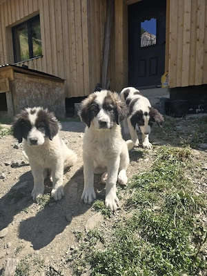 Catei Ciobanesc de Bucovina