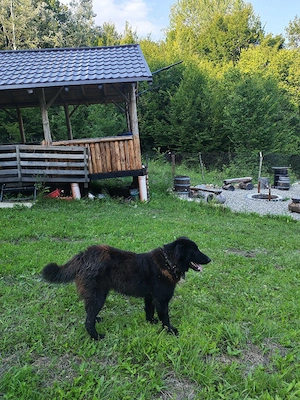 Ciobănesc corb mascul 