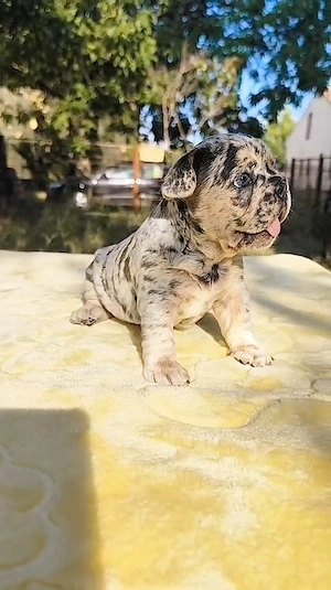 Bulldog francez Blue Merle  - imagine 5