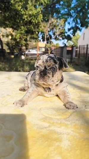 Bulldog francez Blue Merle  - imagine 4