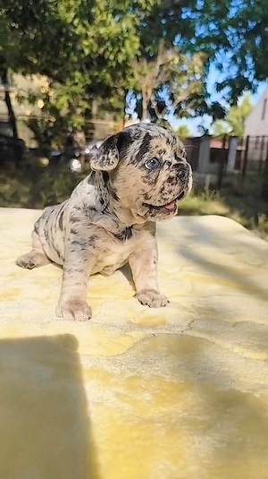 Bulldog francez Blue Merle 