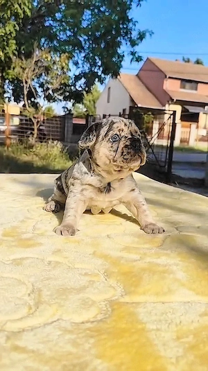 Bulldog francez Blue Merle  - imagine 3