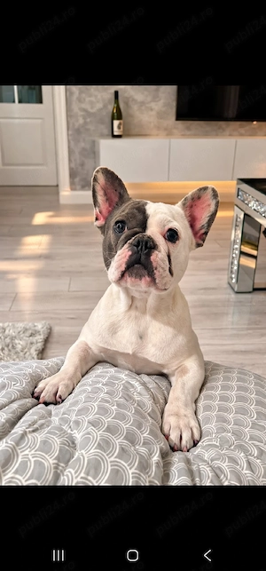 Bulldog francez femela - imagine 4