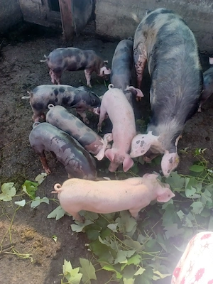 Purcei rasa pietrean cu landrace, 3 masculi castrați  și 2 femele , vaccinați 