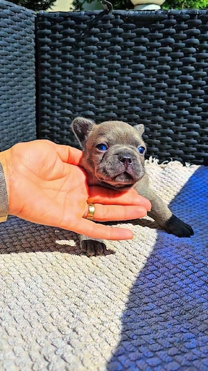 Bulldog francez Blue  - imagine 2